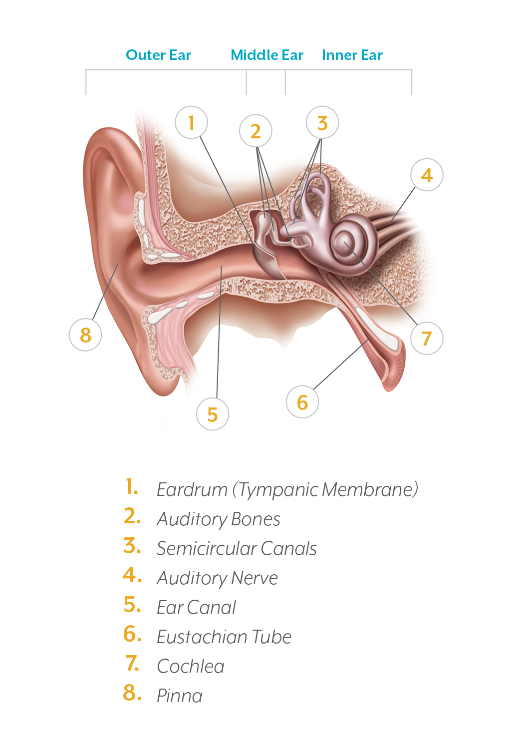 anatomy of the ear